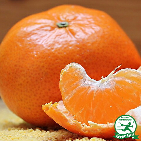 みかん 苗木 【尾崎 （おざき）】 3年生 接ぎ木 大苗