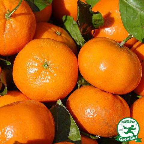 みかん 苗木 【津之望 （つののぞみ） ［登録品種］】 3年生 接ぎ木 大苗