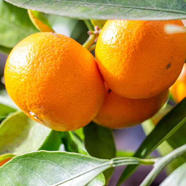 ■優良2年生大苗■ みかん 苗木 【極早生温州みかん エヌワン】 2年生大苗 接ぎ木