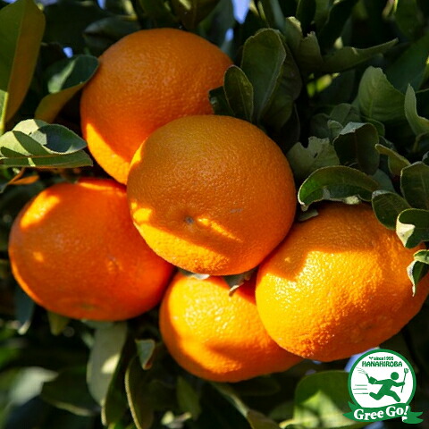 ■優良2年生大苗■ 紀州みかん 苗木 【紀州小みかん （きしゅうこみかん）】 2年生大苗 接ぎ木