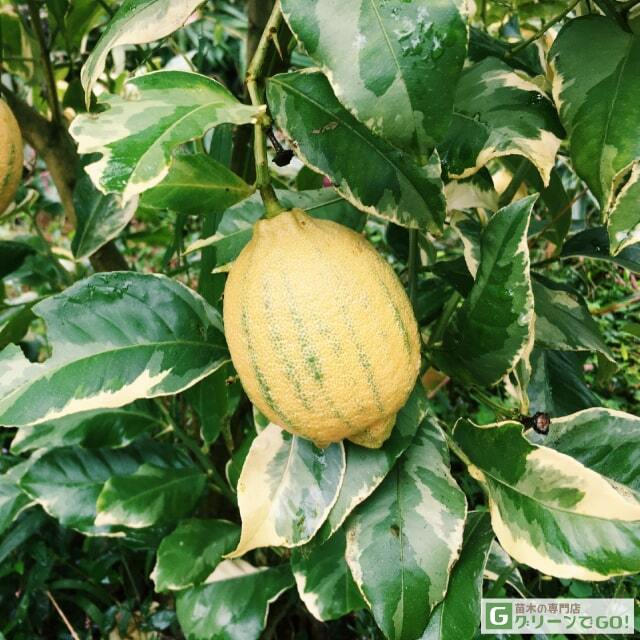レモン 苗木 【ピンクレモネード】 2年生 接ぎ木 スリット鉢植え
