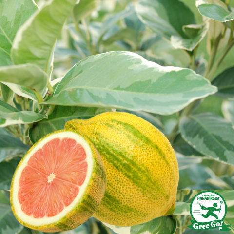 レモン 苗木 【ピンクレモネード】 3年生 接ぎ木 大苗