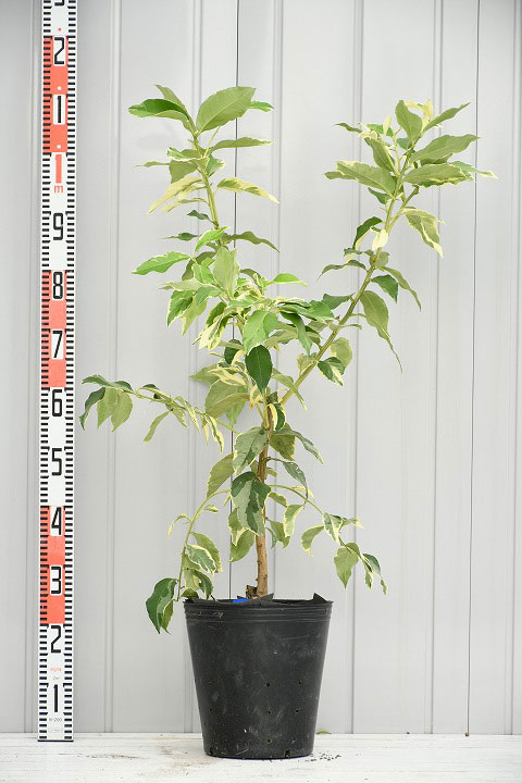 レモン 苗木 【ピンクレモネード】 3年生 接ぎ木 大苗