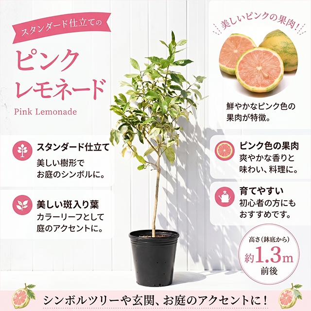 レモン ピンクレモネード スタンダード仕立て