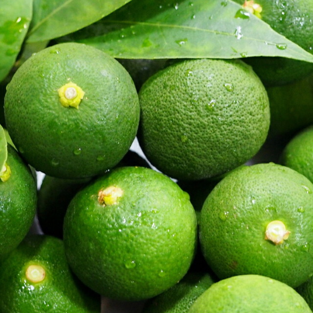 香酸柑橘 苗木 【元寇 （げんこう）】 3年生 接ぎ木 大苗