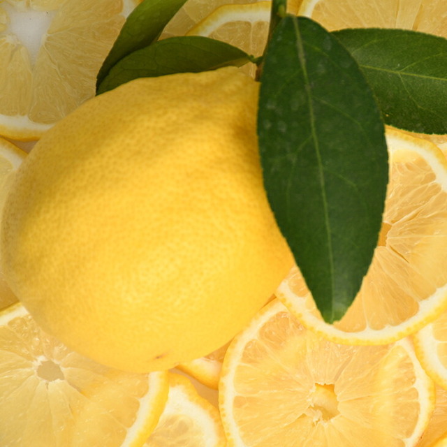 シードレス レモン 苗 【種無し レモン】 3年生 接ぎ木 大苗