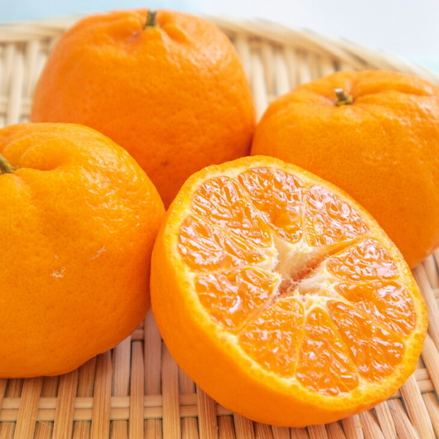 オレンジ 苗木 【太田ポンカン】 3年生 接ぎ木 大苗