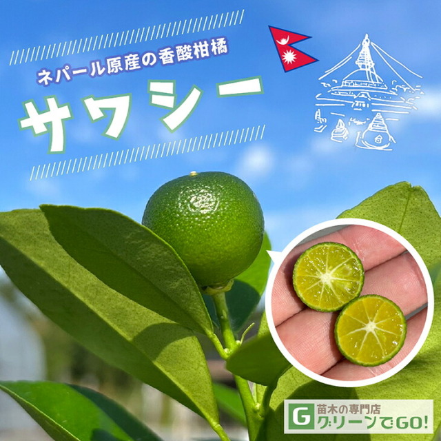 サワシー 苗木 【サワシー】3年生 接ぎ木 大苗