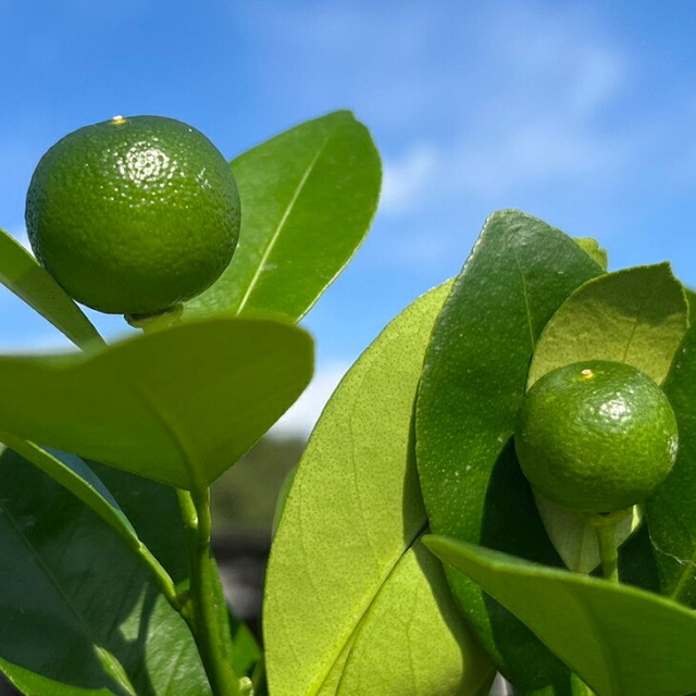 シークワサー苗木 実が沢山付き 果樹 特大株 実付き柑橘＞シークワーサー 7号｜柑橘｜果樹10-TU | 果樹,柑橘 | 赤塚