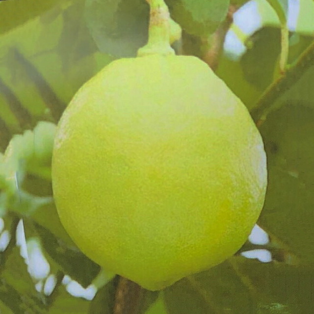 ■優良2年生大苗■ ベルガモット 苗 【ファンタスティコ】 2年生大苗 接ぎ木