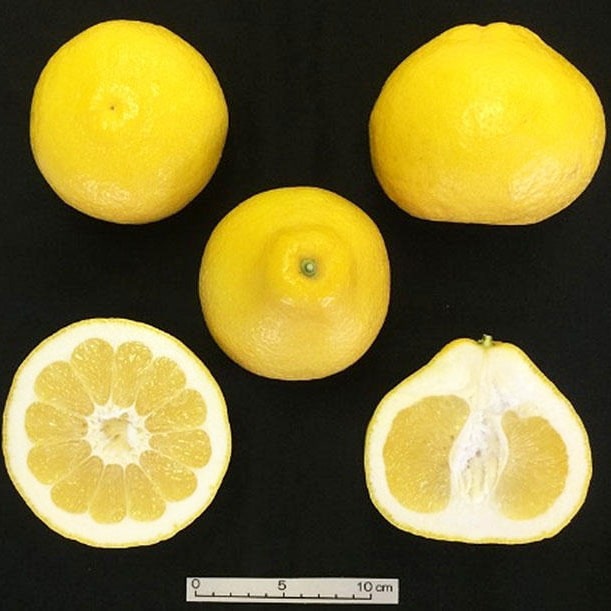 ■優良2年生大苗■ 文旦 苗木 【瑞季（みずき） ［登録品種］】 2年生大苗 接ぎ木