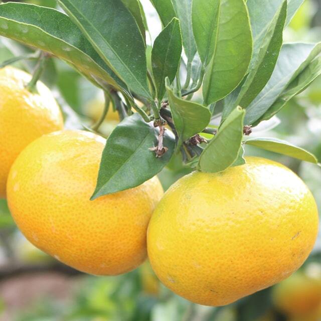 【蜜柑…】 温室山北蜜柑Lサイズ2.5K 特選 | 夏 Summer fruits,温室山北蜜柑
