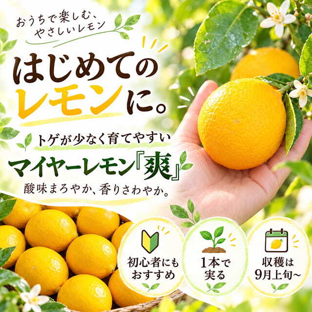 レモン 苗 【トゲなし マイヤーレモン 「爽」】 3年生 接ぎ木 大苗