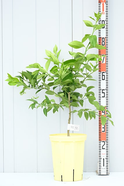 レモン 苗木 【選抜トゲなし マイヤーレモン 「爽」】 2年生 接ぎ木