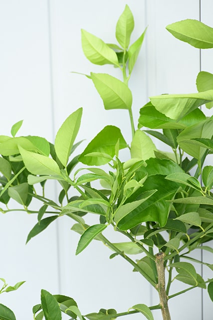 F◾︎流れ星 様◾︎ 雅×2 セルフ苗 2度の夏越し苗 レモン 苗木 【選抜トゲなし マイヤーレモン 「爽」】 2年生 接ぎ木