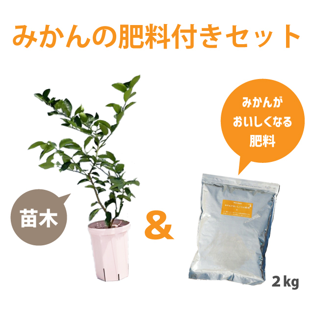 種なしライム 【フレーバーグリーン】3年生 接ぎ木 スリット鉢植え/みかんがおいしくなる肥料付きセット