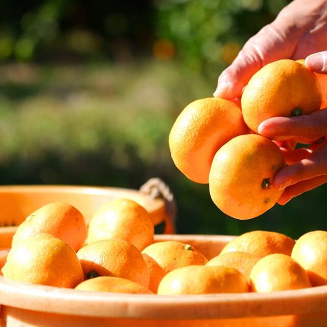 みかん 苗木 【うま！宮川 （うまみやがわ）】 3年生 接ぎ木 大苗