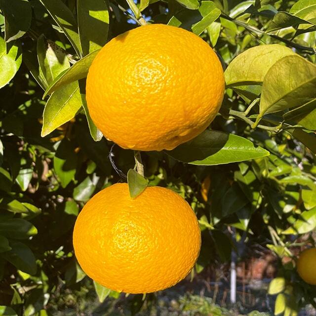 オレンジ 苗木 【川野甘夏 （かわのあまなつ）】 3年生 接ぎ木 大苗