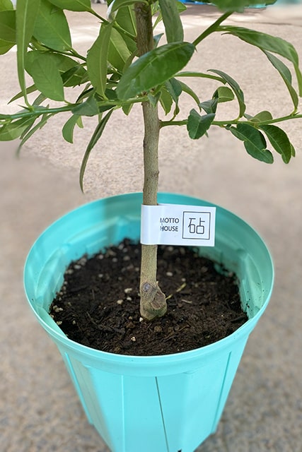 レモン 苗木 【香水レモン】 2年生 接ぎ木 スリット鉢植え