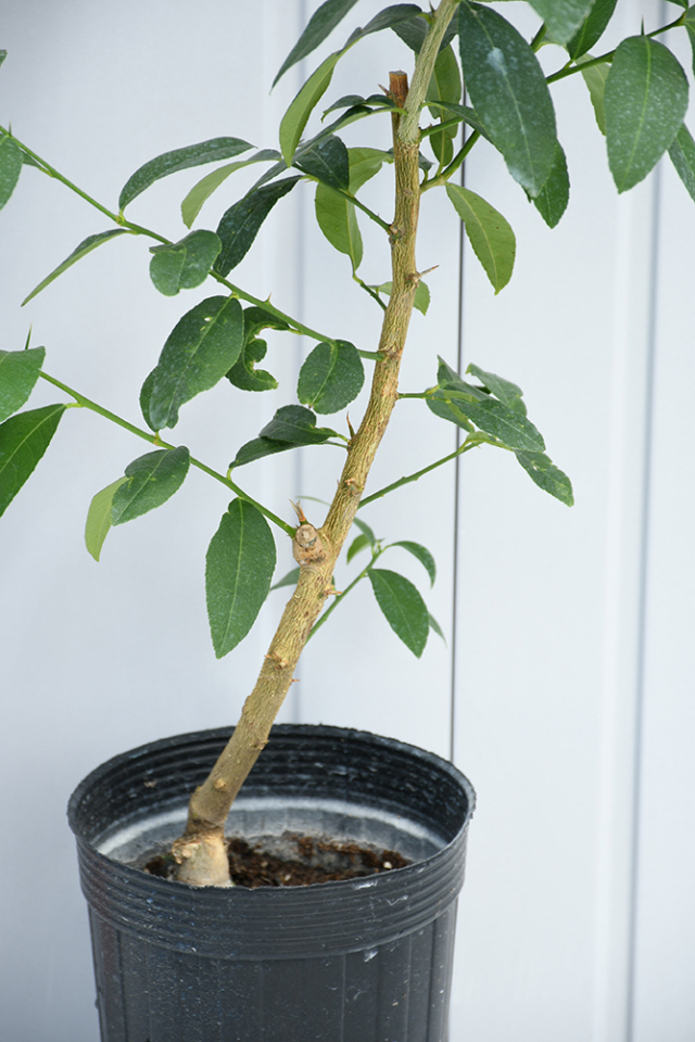 香水レモン大苗木　パキスタンレモンのことƪ⁠(⁠˘⁠⌣⁠˘⁠)⁠ʃ実が、お洒落 香水レモン大苗木 パキスタンレモンのことƪ⁠(⁠˘⁠⌣⁠˘⁠)⁠ʃ実が、お洒落