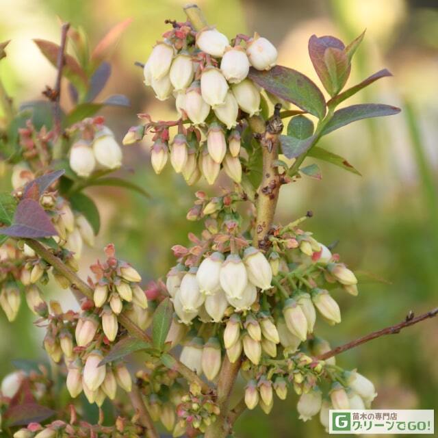 ブルーベリー苗 オニール&シャープブルー大苗2本セット+ラビットアイ系6本