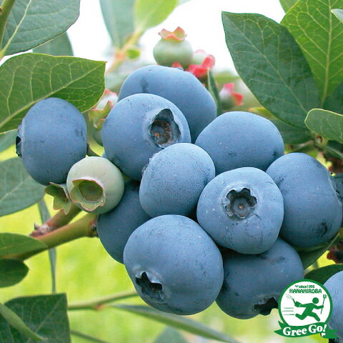 ブルーベリー苗ブライトウェル＆ミスティ大苗2本セット ブルーベリー苗 ブライトウェル&ミスティ大苗2本セット ブルーベリー