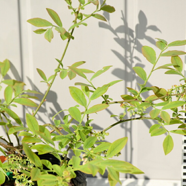 ブルーベリー 苗 【 プレミア （ラビットアイ系）】 2年生 挿し木苗