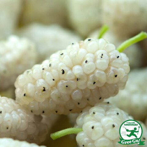 ホワイトベリー