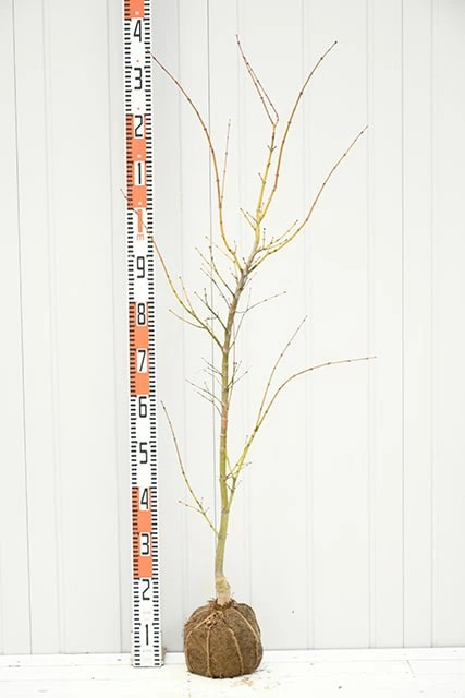 もみじ 苗木 【鴫立沢 （しぎたつさわ）】 約1.7m 根巻き 大苗