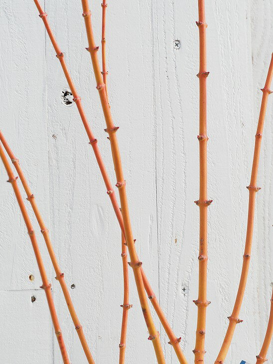 幹色が魅力！もみじ美峰 樹高120cm大苗 モミジ・美峰 | 緑心造園