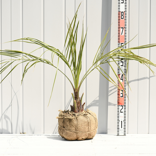 引き取り限定 ココスヤシ ヤシの木 椰子の木 抉れ 