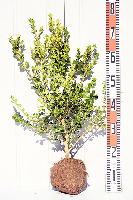 植木 ツゲ 苗 【西洋ツゲ ボックスウッド】 根巻き苗