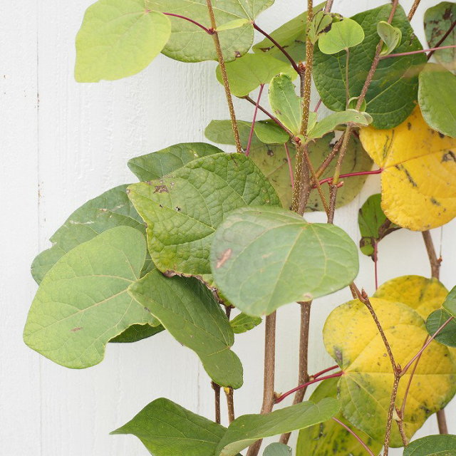 マルバノキ/大株【品番3286】 マルバノキ/大株【品番3286】