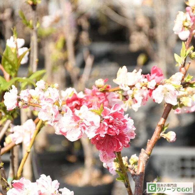 花桃 苗 【源平しだれ桃】 3年生 接ぎ木 大苗
