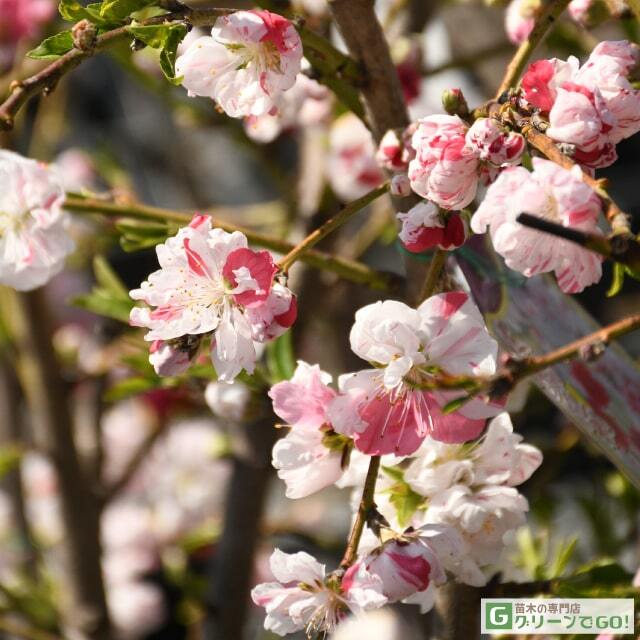 しだれ桃 実生苗 おまとめ 花桃 苗 【源平しだれ桃】 1年生 約0.9 しだれ桃 実生苗 おまとめ 花桃 苗 【源平しだれ桃】 1年生 約0.9