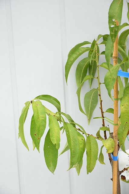 花桃 苗 【源平桃 （げんぺいもも）】 3年生 接ぎ木 大苗