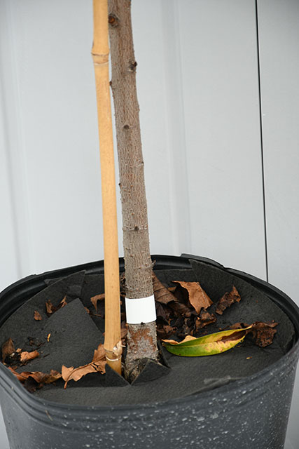 花桃 苗 【源平桃 （げんぺいもも）】 3年生 接ぎ木 大苗