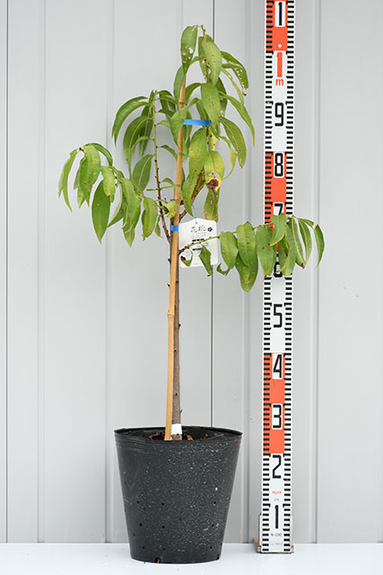 花桃 苗 【源平桃 （げんぺいもも）】 3年生 接ぎ木 大苗