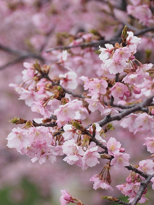 桜 苗木 【河津桜 （かわづざくら）】 1年生 接ぎ木苗