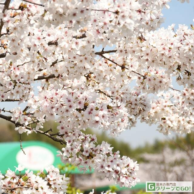 ソメイヨシノ~桜の木の下で~ Amazon.co.jp: ソメイヨシノ~桜の木の下で~: ミュージック