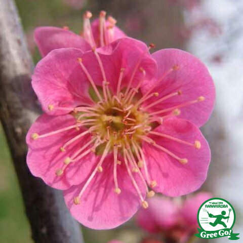 枝垂れ梅 白花 (引き取り※配達可能) ウメ（花梅）：しだれ梅・白 | nae