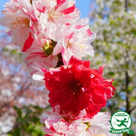 ハナモモ(花桃)/枝垂れ源平桃【現品】管理60082 【植木/庭木