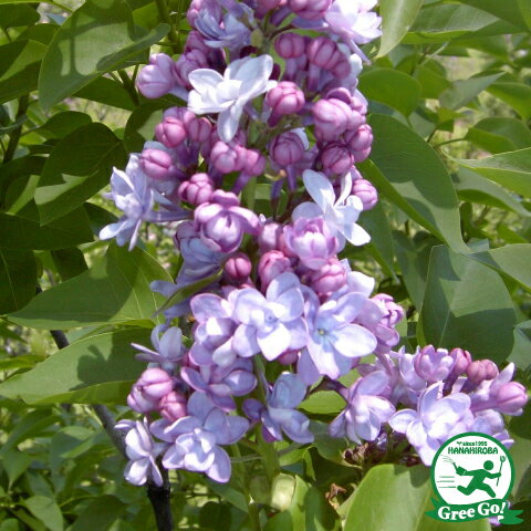 ライラック苗確認用 【公式通販】