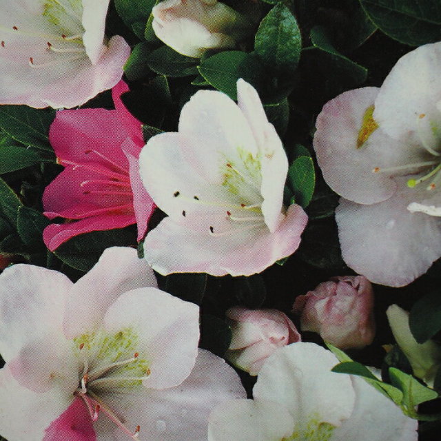 極上 良形 特大 ハルイチバンツツジ 春一番ツツジ 108 樹高2.1m位 躑躅