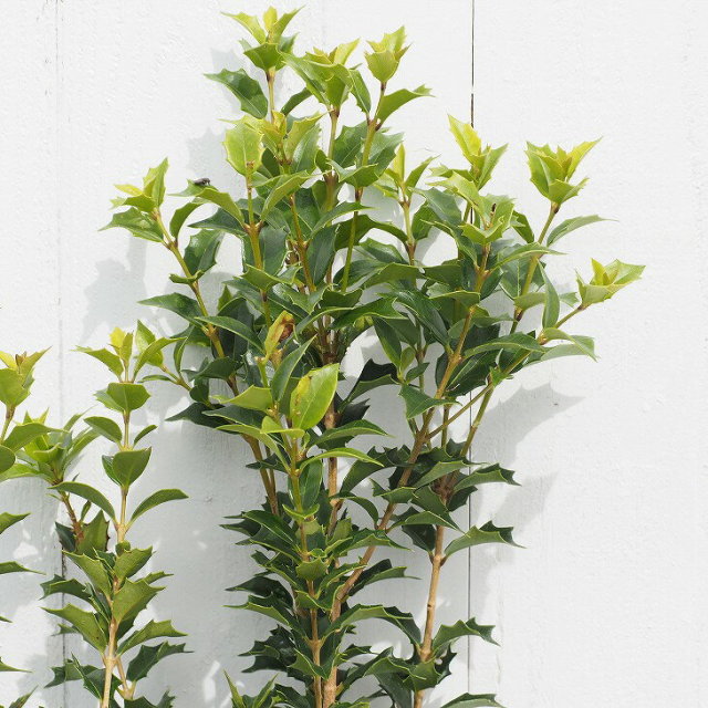 F 柊 ヒイラギ 抜き苗 ¥600