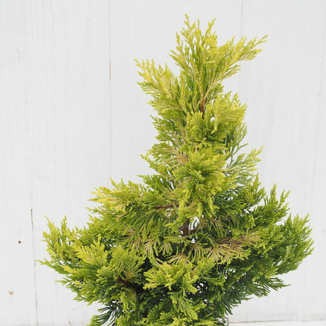 コニファー 苗 ゴールドライダー 直立性 約1 3m 地中ポット苗