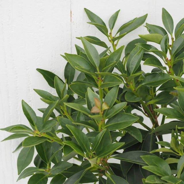 360円 売れ筋がひクリスマスプレゼント シキミ苗 小葉 1本売り 6号ポット 360円 売れ筋がひクリスマスプレゼント シキミ苗 小葉 1本売り 6号ポット