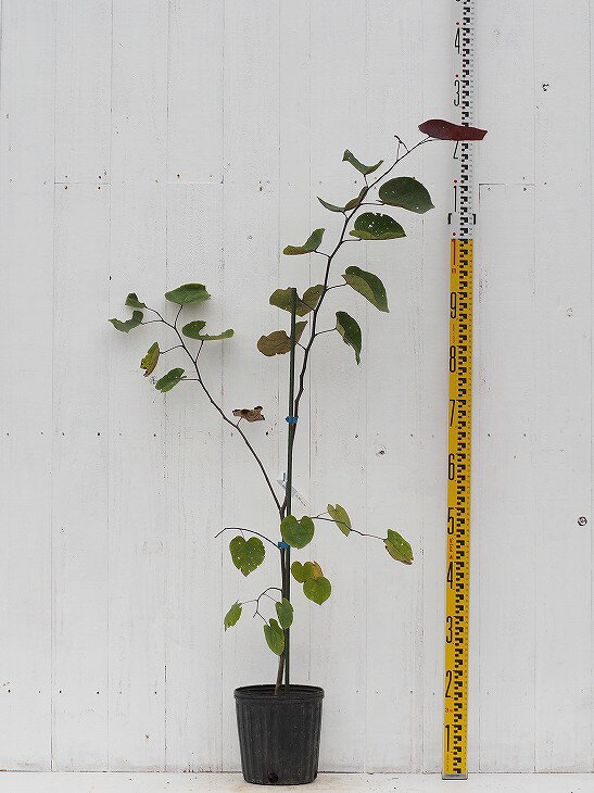 苗木 アメリカハナズオウ フォレストパンシー 160センチ