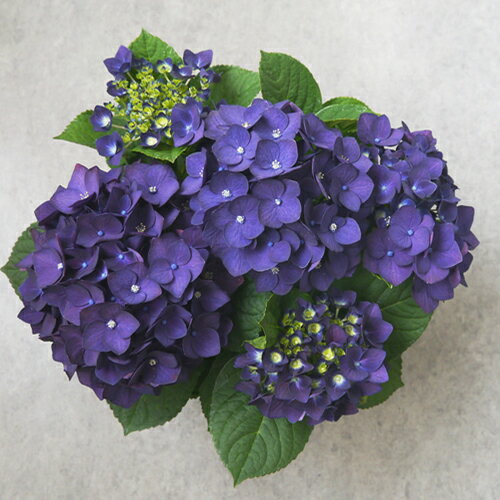 から厳選した 週末特価！ディープパープル 紫陽花 アジサイ 苗 苗木 鉢花