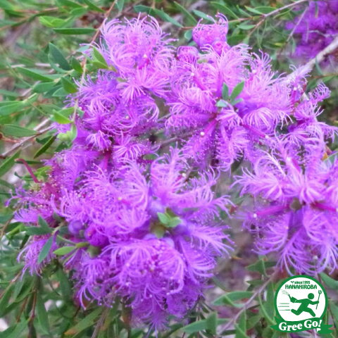 希少 メラウレカ グラニティーハニーマータル